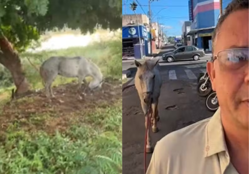 O empresário salvou o cavalo, que era atacado por marimbondos. O animal passa bem - Foto: Reprodução