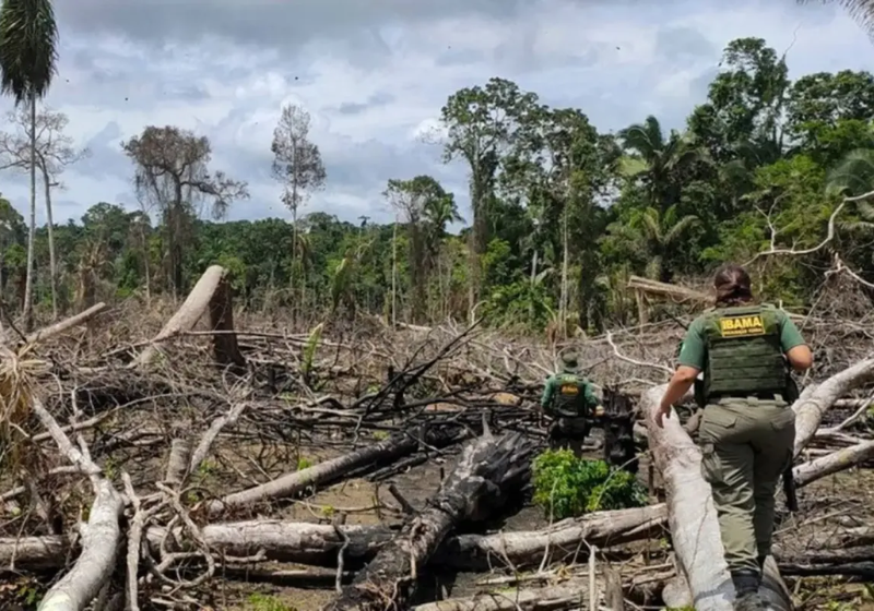 O ano de 2025 teve uma queda considerável do desmatamento em todo o Brasil - Foto: Ibama