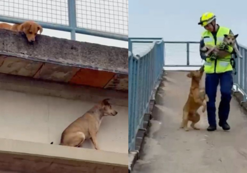 O cachorrinho ficou esperando os bombeiros resgatarem o caramelo amigo dele, que ficou preso em uma passarela. - Foto: redes sociais