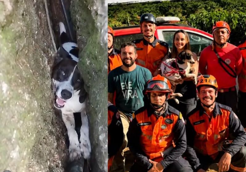 Bolinha, a cachorrinha que ficou 3 dias presa entre duas rochas, foi retirada após 6 horas de operação dos Bombeiros de Colatina (ES). - Fotos: reprodução/ Instagram/ @3ciaindcbmes