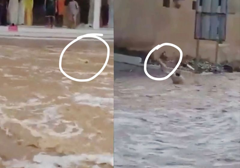 Khalid é o nome do herói que entrou na enchente e salvou o gatinho que era levado pela correnteza neste sábado, 21, . Ele foi homenageado em Omã.- Fotos: reprodução / Reddit