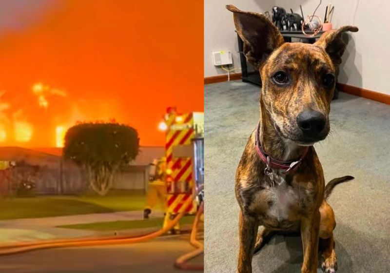 Hazel é o nome da cachorra adotada que salva o tutor, no primeiro dia em que foi resgatada, de um incêndio a noite na casa dele, na Nova Zelândia. - Fotos: Gary Thomas/JDC Rescue
