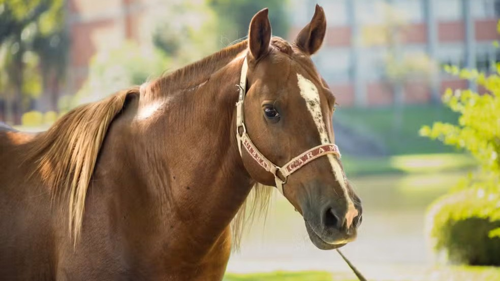 Cavalo Caramelo atualmente - Foto: Bruna Linck/Ascom Ulbra