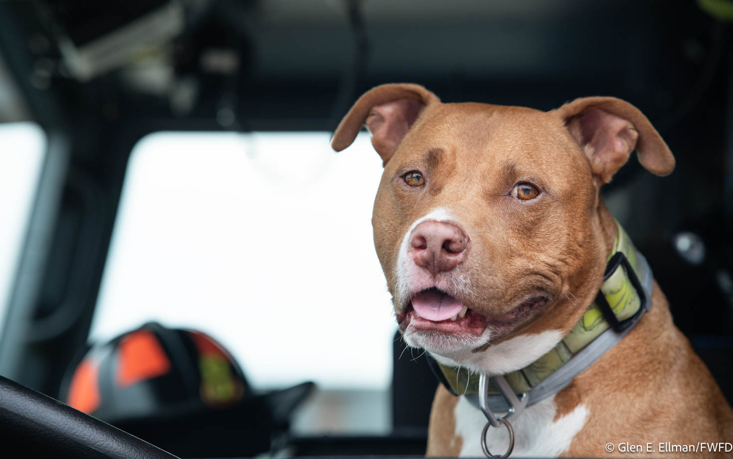 Olha a carinha linda do Jake. - Foto: Corpo de Bombeiros de Fort Worth