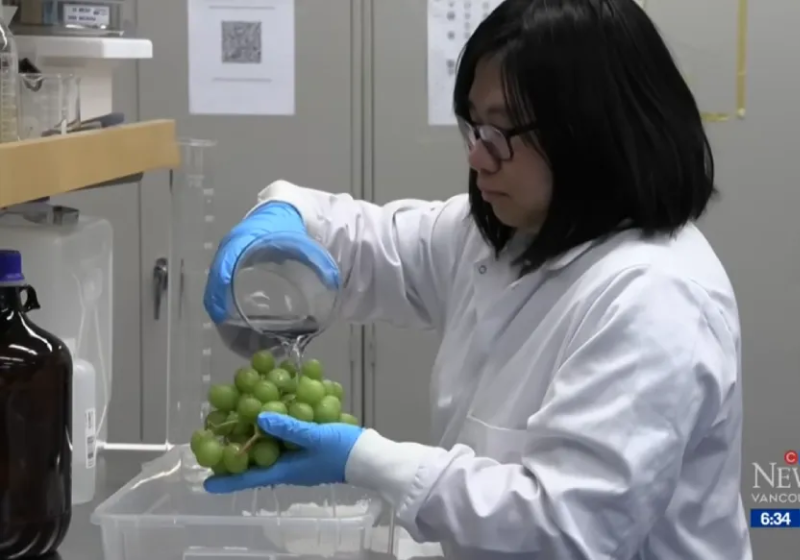 Os cientistas descobriram uma forma de lavar as frutas e mantê-las frescas por mais tempo - Foto: CTV News