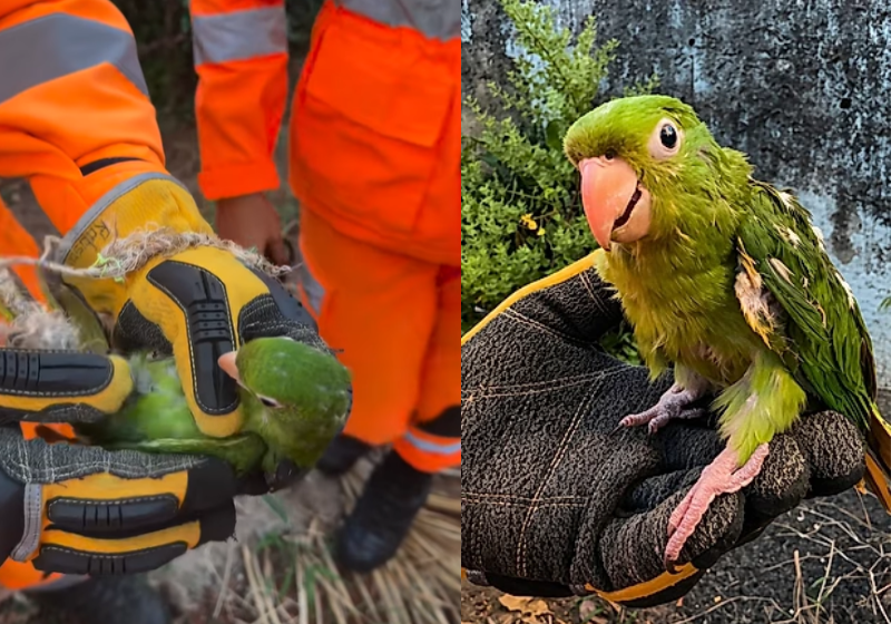 Os bombeiros conseguiram retirar a matitaca, que estava presa em uma palmeira. - Foto: redes sociais