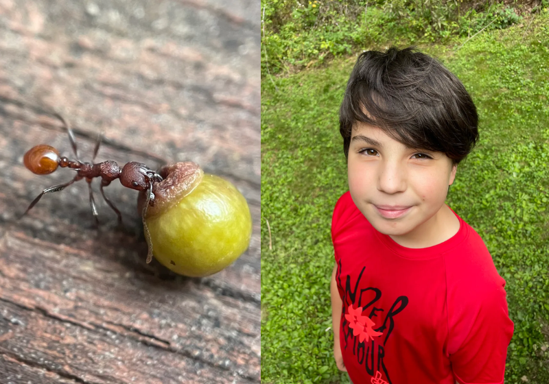 Um menino de apenas 8 anos desvendeu um segredo das formigas que até hoje era um mistério da biologia. - Foto: reprodução