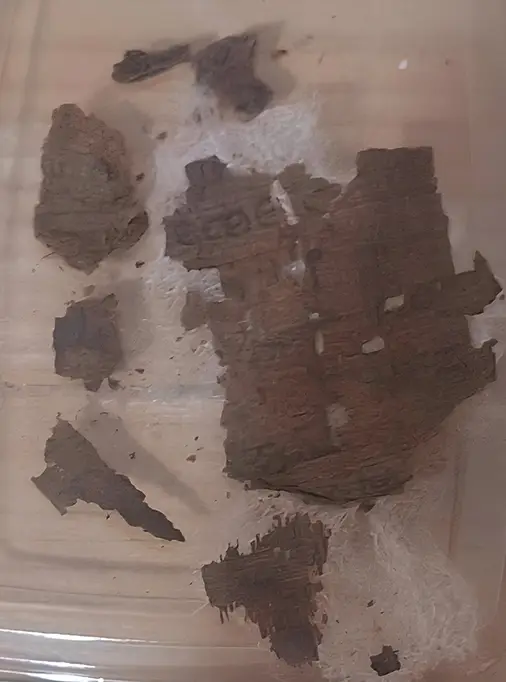O papilo encontrado dentro da múmia - Foto: Divulgação/Universidade de Barcelona
