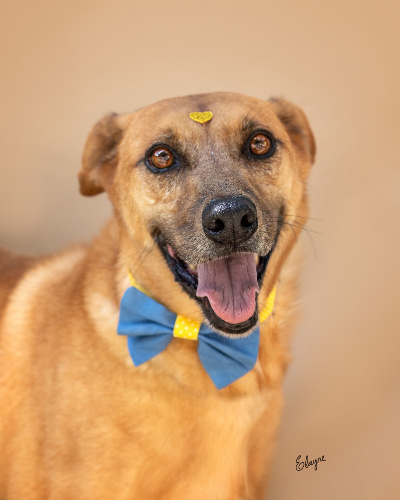 Olha que linda a carinha desse cachorro que espera para ser adotado. - Foto: Elayne Massaini