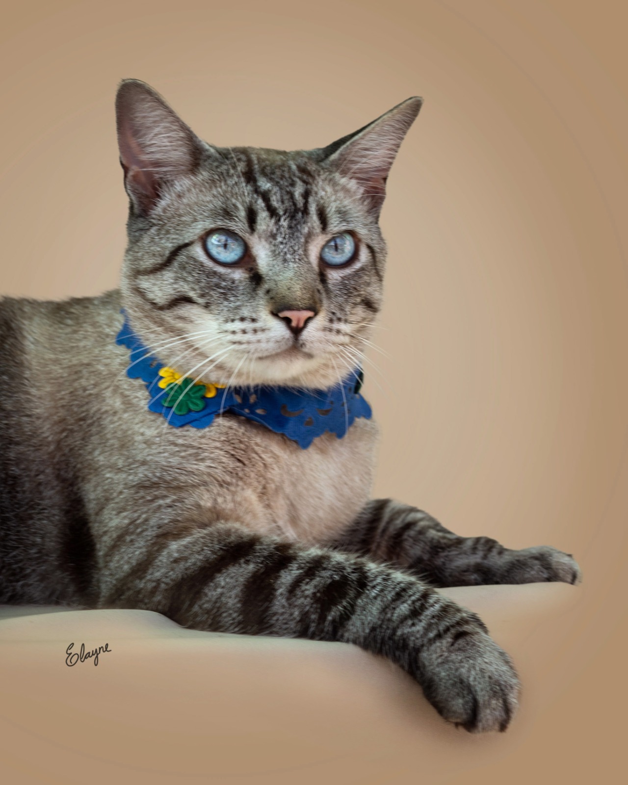Você gostaria de adotar esse gatinho fofo? - Foto: Elayne Massaini