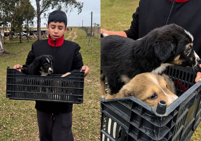A atitude do Arthur, de adotar 2 e conseguir adoção para os outros dois filhotes abandonados, no RS, emocionou as redes sociais. - Fotos: reprodução/ Instagram/ @arthur.campoeviola