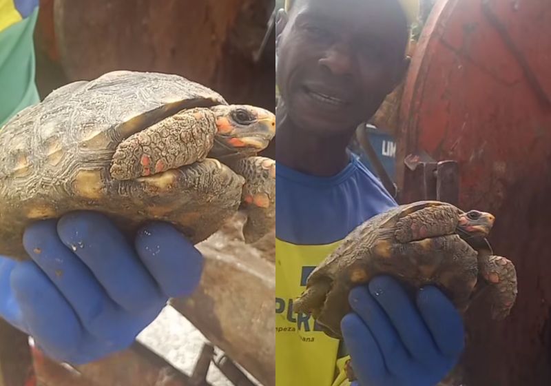 O gari Alessandro Alves da Silva foi um verdadeiro herói sem capa. Ele salvou um jabuti que encontrou vivo no caminhão de lixo, na Bahia. - Fotos: reprodução / Instagram / @ogaridagravata18ofc
