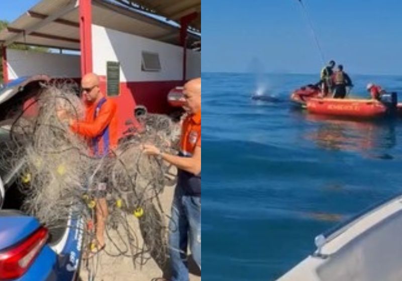 Uma verdadeira força-tarefa resgatou uma baleia que estava presa numa rede de pesca na Praia de Costazul, na Região dos Lagos, no Rio de Janeiro. - Fotos: reprodução/ Instagram /