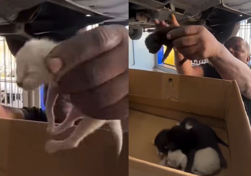 O motorista Junior Silva ouviu um barulho estranho no carro e descobriu uma família de gatinhos embaixo do motor, no Espírito Santo.- Fotos: reprodução/ Instagram / @zanettiautocenters