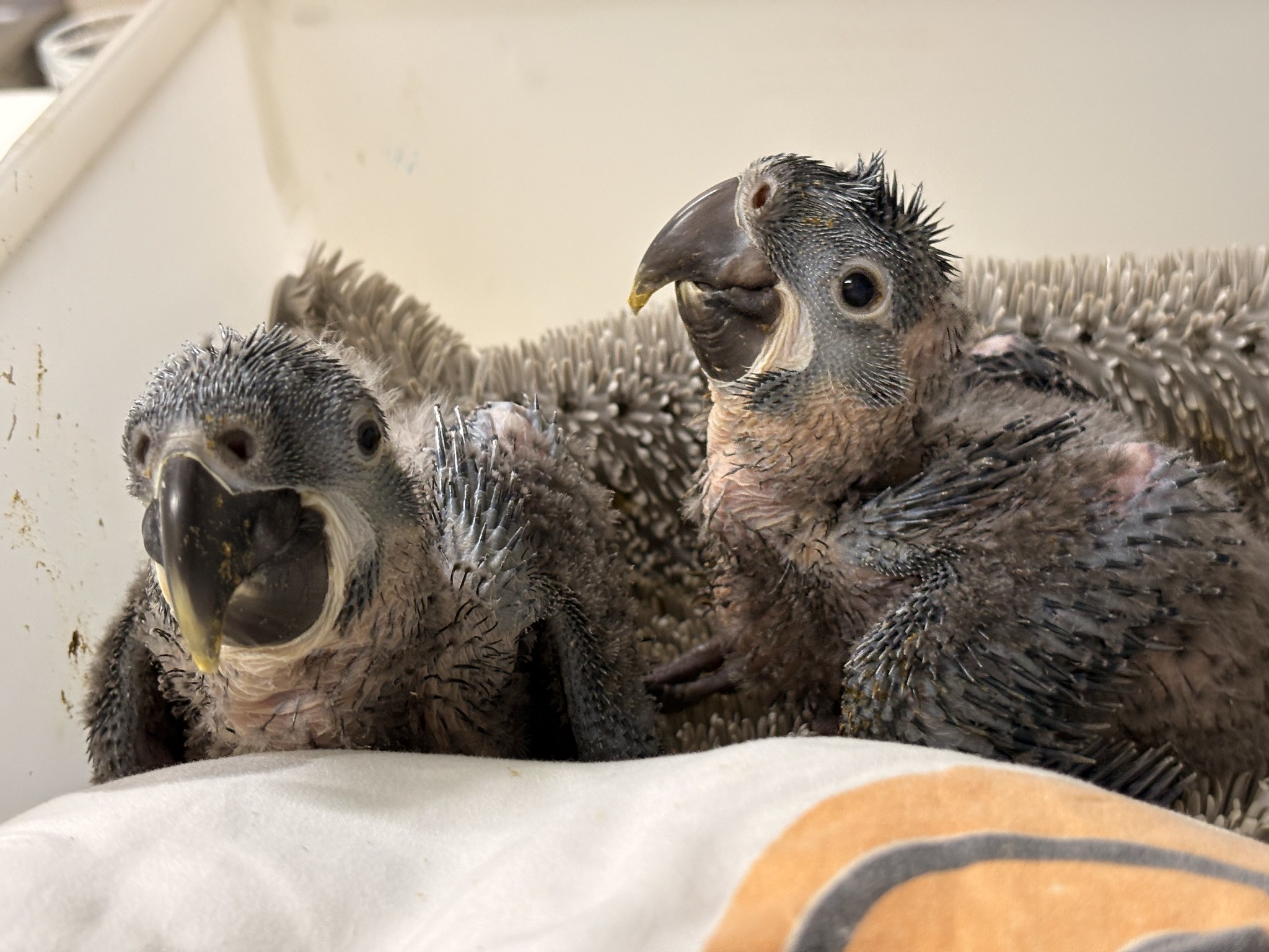 Os dois filhotes de araras raras nasceram em abril e foram apresentados agora. - Fotos: divulgação / Zoológico de São Paulo