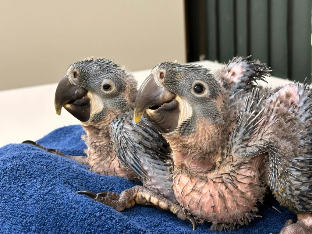 O sexo dos bebês será descoberto depois de exame genético - Fotos: divulgação / Zoológico de São Paulo