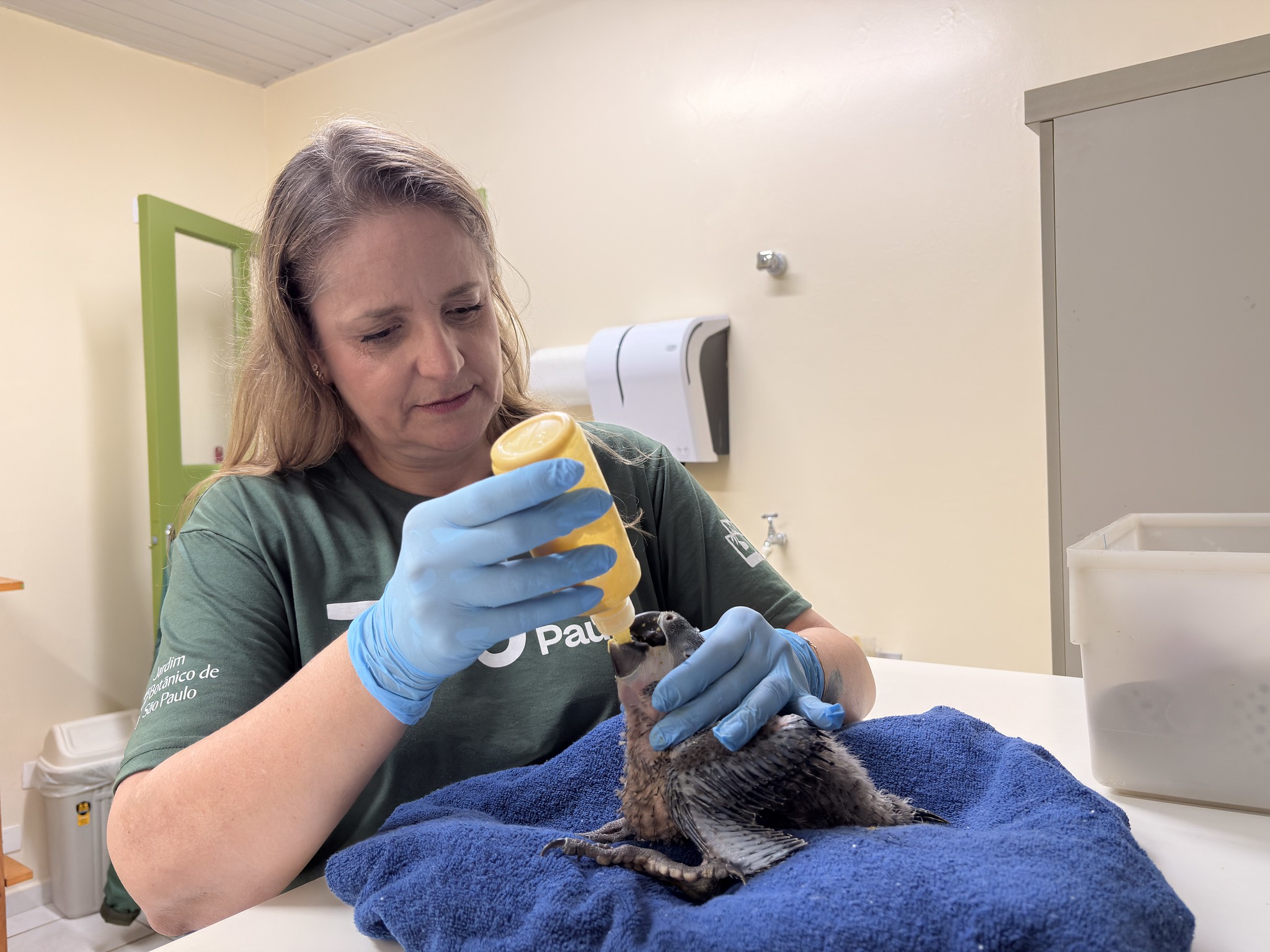 Eles estão sendo recebendo alimentação assistida e monitoramento veterinário. - Fotos: divulgação / Zoológico de São Paulo