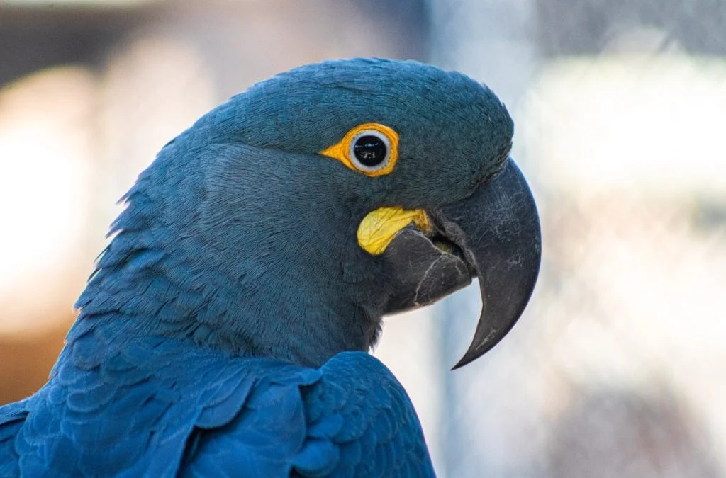 Quando crescerem, as araras raras ficarão assim. - Foto: divulgação / Zoológico de São Paulo