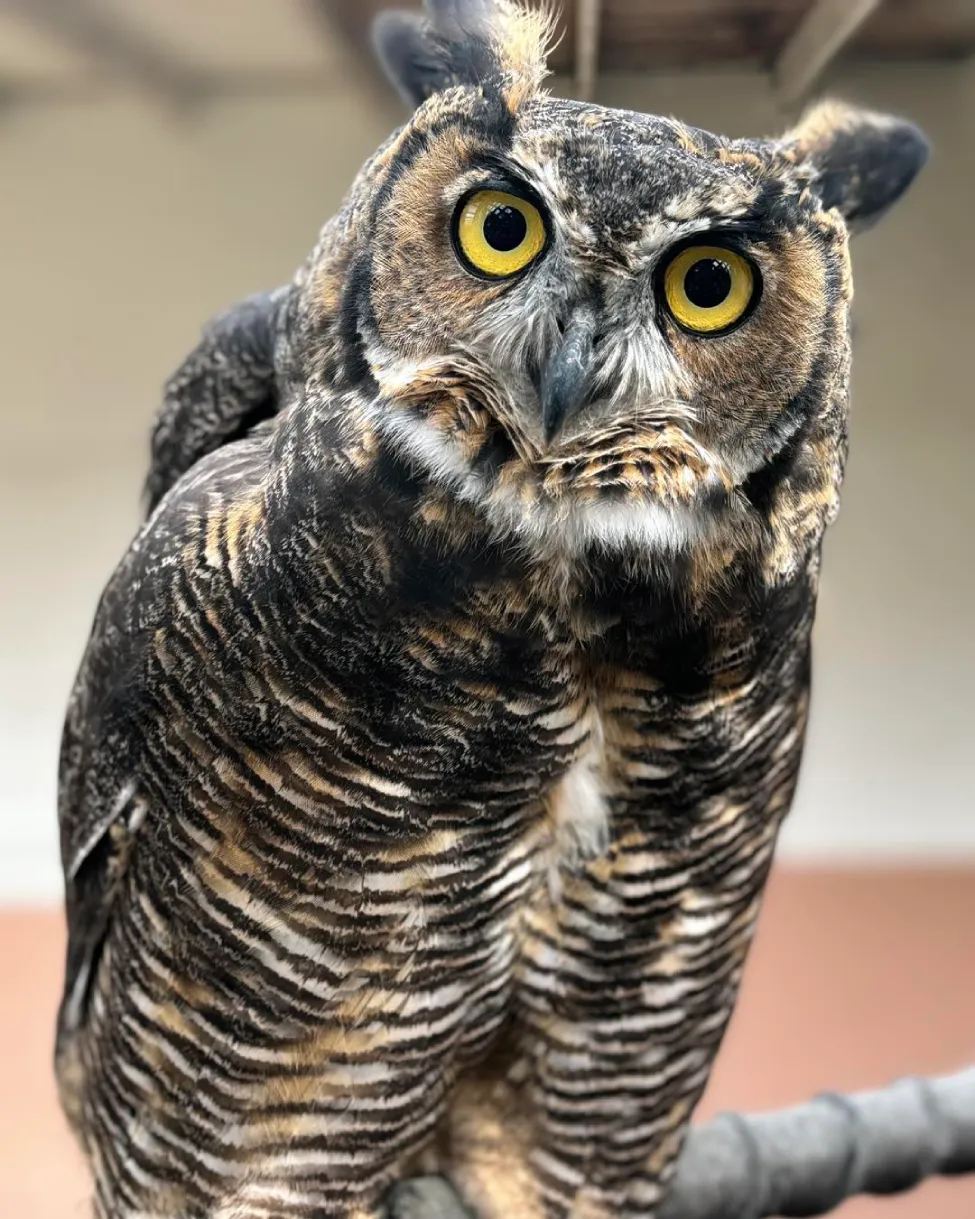 O close no olhar da coruja mae adotiva do santuário. - Foto: OWL Orphaned Wildlife Rehabilitation Society 