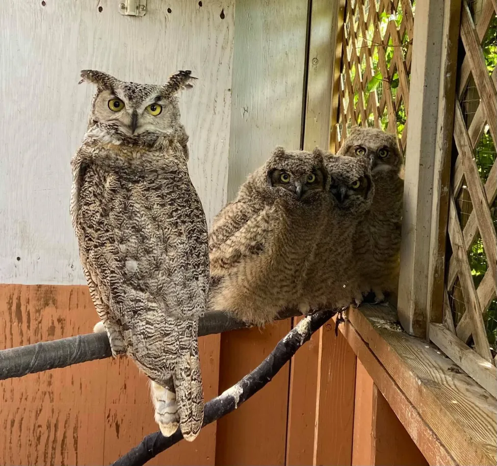 Caspen atenta com os novos filhotes adotivos no ninho. - Foto: OWL Orphaned Wildlife Rehabilitation Society 