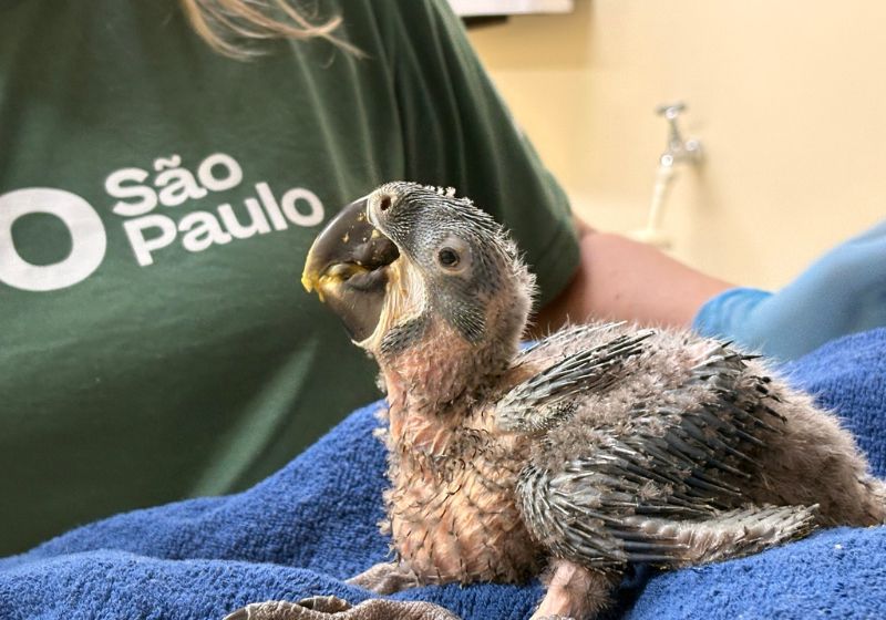Este um dos filhotes de araras raras que nasceram no Zoológico de São Paulo. Exame genético ainda vai identificar o sexo das aves. - Foto: divulgação/ Zoológico de São Paulo