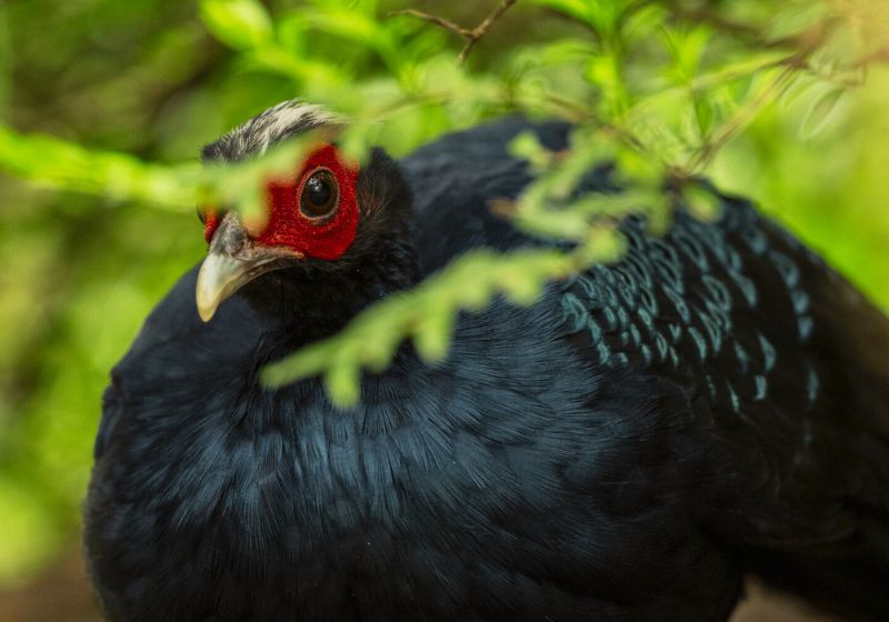 O faisão raro, considerado praticamente extinto, tem plumagem azul-escura com brilho metálico e pele vermelha ao redor do rosto. - Foto: Jon Juarez © Tierpark Berlin