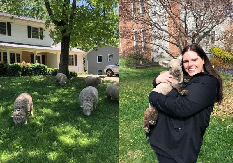 Essa empresa dos EUA trocou o barulho e a poluição dos cortadores de grama por ovelhas. Elas trabalham em silêncio nos jardins e encantam os clientes. Fotos: LambMowers.com