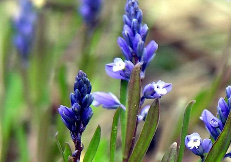 Após um coletivo de mais de uma década, essa planta rara voltou à natureza no Reino Unido. Ela estava à beira da extinção há 13 anos. - Foto Algirdas CC BY-SA 3.0