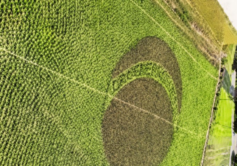 A bandeira gigante do Brasil foi feita na plantação de alface do agricultor Djalma Cordeiro, em Brumadinho. Homenagem ao neto dele e à Seleção Brasileira. - Foto: reprodução/ RadioItatiaia