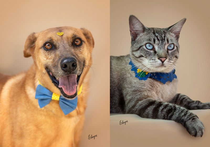 A feira de adoção de cães e gatos resgatados será neste fim de semana no Shopping Center 3, na Avenida Paulista, em São Paulo. - Fotos: Elayne Massaini