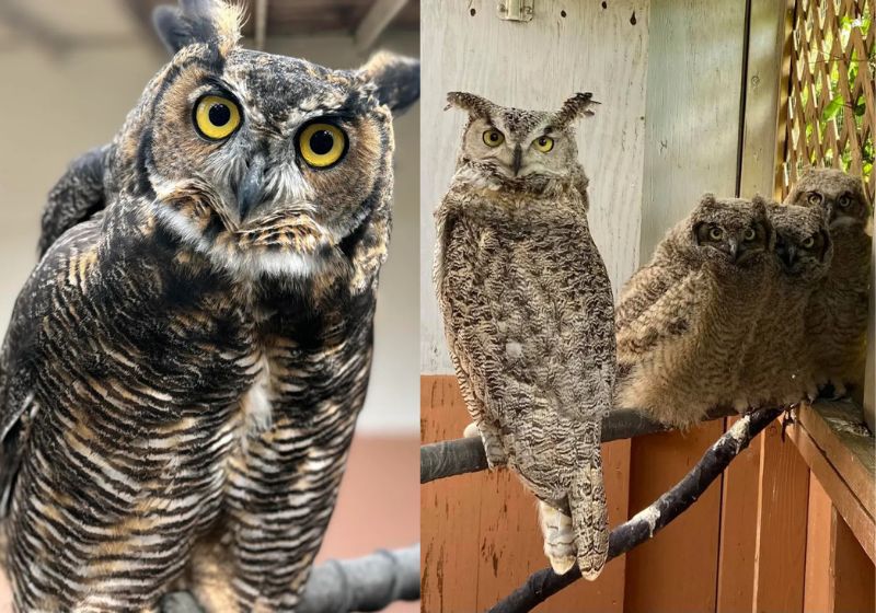 Casper é o nome coruja que virou mãe de 500 filhotes órfãos num santuário no Canadá. Sem poder sair, ela ensina bebês a voltarem à natureza. - Fotos: OWL Orphaned Wildlife Rehabilitation Society