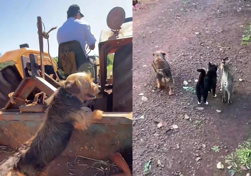 Spencer, o cachorrinho de apartamento que agora vive na fazenda, em SC, deixo a vida de príncipe para virar o "agrocão" querido no campo. - Fotos: reprodução/TikTok/ @lianefreddi_
