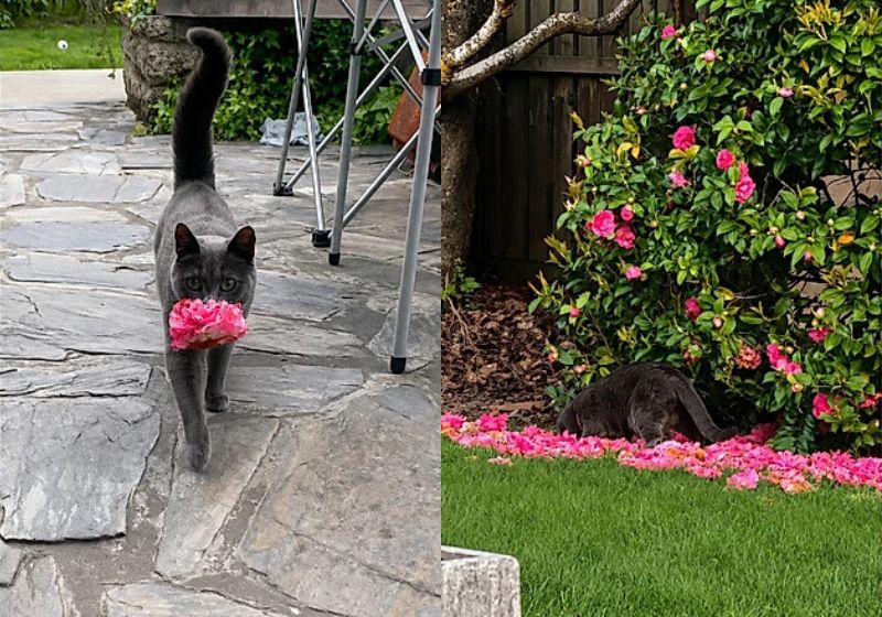 A gatinha Fiddy encontrou um jeito delicado e emocionante de demonstrar amor pela tutora: ela leva flores quase todos os dias, na Irlanda. - Fotos: reprodução/ Instagram/ @fiddy_flowercat