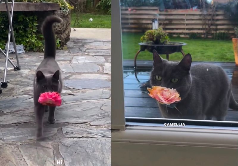 A gatinha Fiddy encontrou um jeito delicado e emocionante de demonstrar gratidão pela tutora que a adotou: ela leva flores quase todos os dias, na Irlanda. - Fotos: reprodução/ Instagram/ @fiddy_flowercat