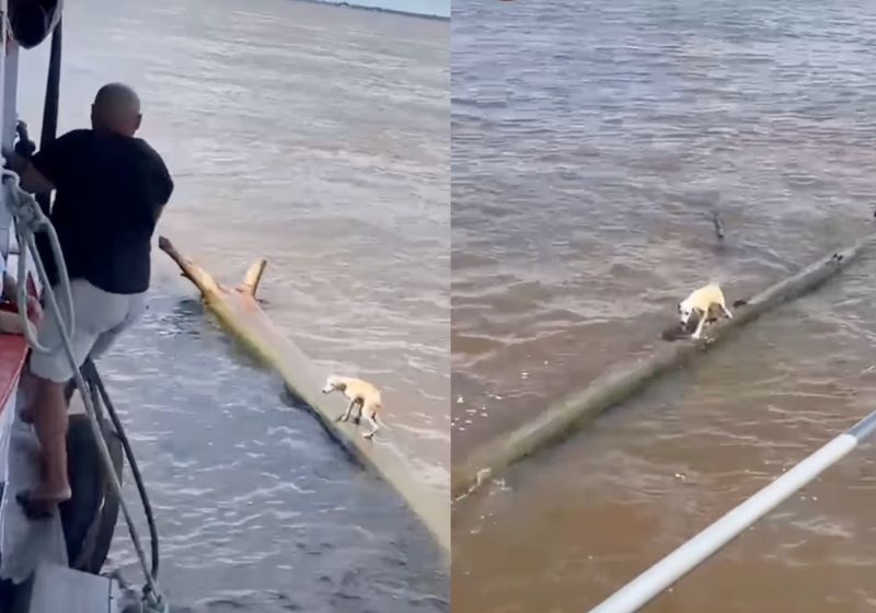 Depois do medo que passou se equilibrando no tronco de madeira no rio Amazonas, a cachorrinha Yara foi adotada por passageira de Parintins. - Fotos: reprodução/ Instagram/ @fatoamazonico