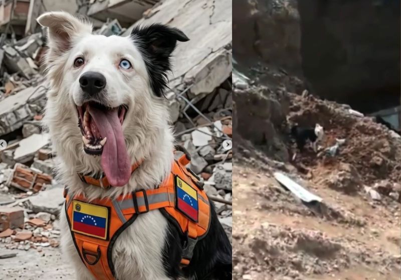 Cão Tsunami, que foi resgatado das ruas após maus-tratos, localiza e salva 12 soterrados pelo terremoto na Venezuela e vira herói nacional. - Fotos: reprodução/redes sociais