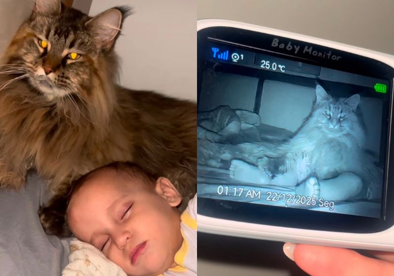 A gatinha Mavi cuida de bebê humano Vini, em Santo André (SP) dia e noite. Vídeos da cenas de carinho e proteção já alcançaram 21 milhões de views nas redes. - Fotos: reprodução/ Instagram/ @vinieosgatos