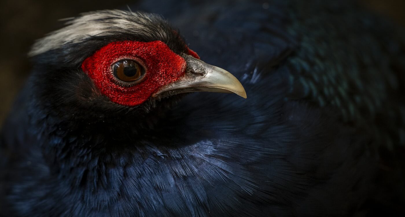 O faisão raro, considerado praticamente extinto, tem plumagem azul-escura com brilho metálico e pele vermelha ao redor do rosto. - Foto: Jon Juarez © Tierpark Berlin 