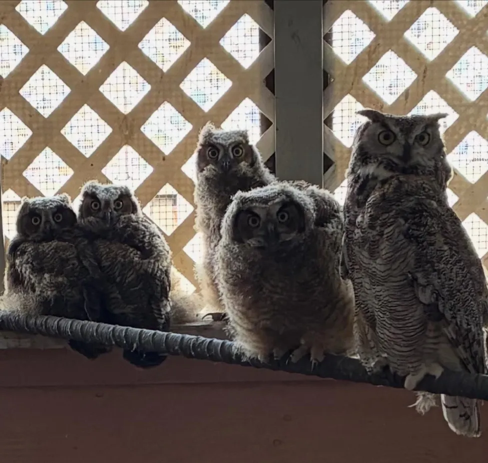 Instintivamente a coruja ensina aos filhotes órfãos o que devem fazer para sobreviver na natureza. - Foto: OWL Orphaned Wildlife Rehabilitation Society 