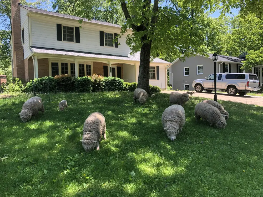 A empresa leva várias ovelhas para substituir os tradicionais cortadores de grama. - Foto: LambMowers.com