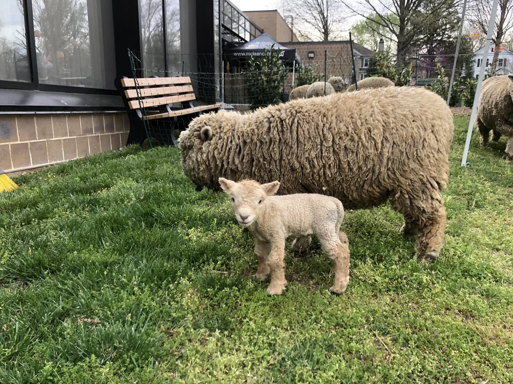 Olha a carinha dessa ovelha trabalhando no jardim com a mamãe. - Foto: LambMowers.com