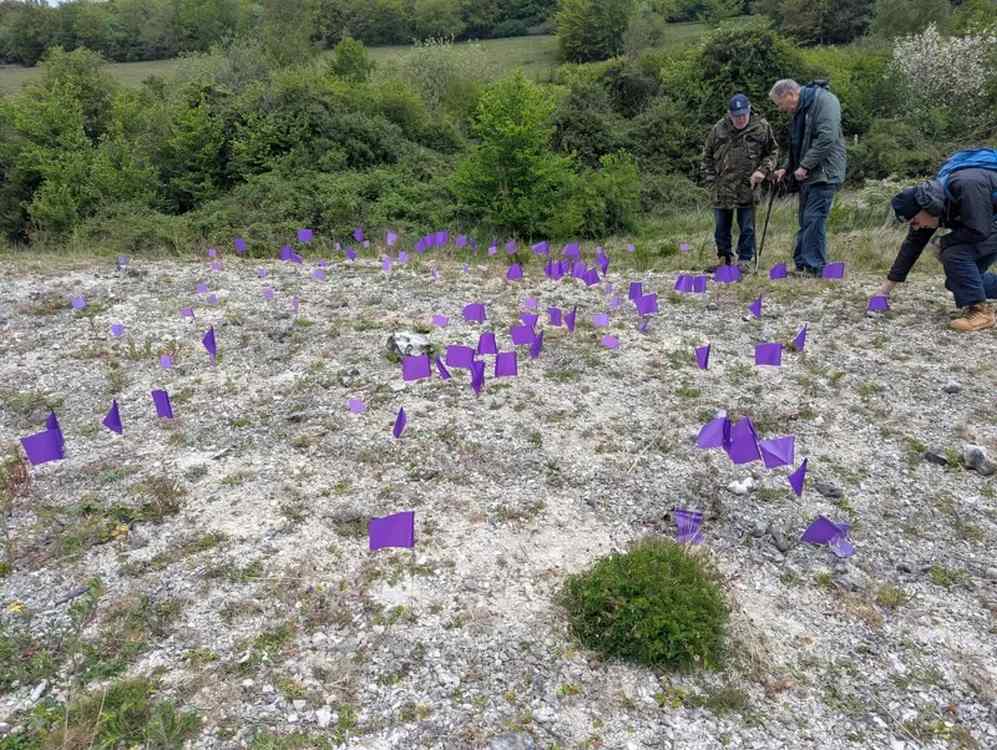 Voluntários contam as mudas da planta rara no Reino Unido. - Foto: Kent Wildlife Trust