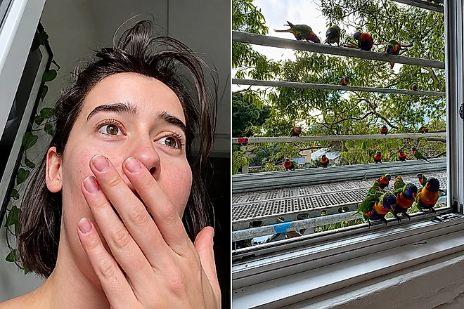 Mimi, a mulher que alimenta pássaros na janela do apartamento na Austrália, de repente recebeu dezenas de lóris-arco-íris e ficou espantada. - Fotos : @mimikarp