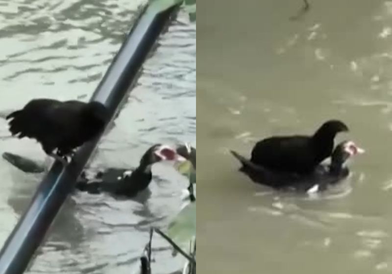 O vídeo do pato que salva a galinha presa num reservatório de água foi gravado na China e está emocionando o mundo pela solidariedade animal. - Fotos: reprodução/ SWNS