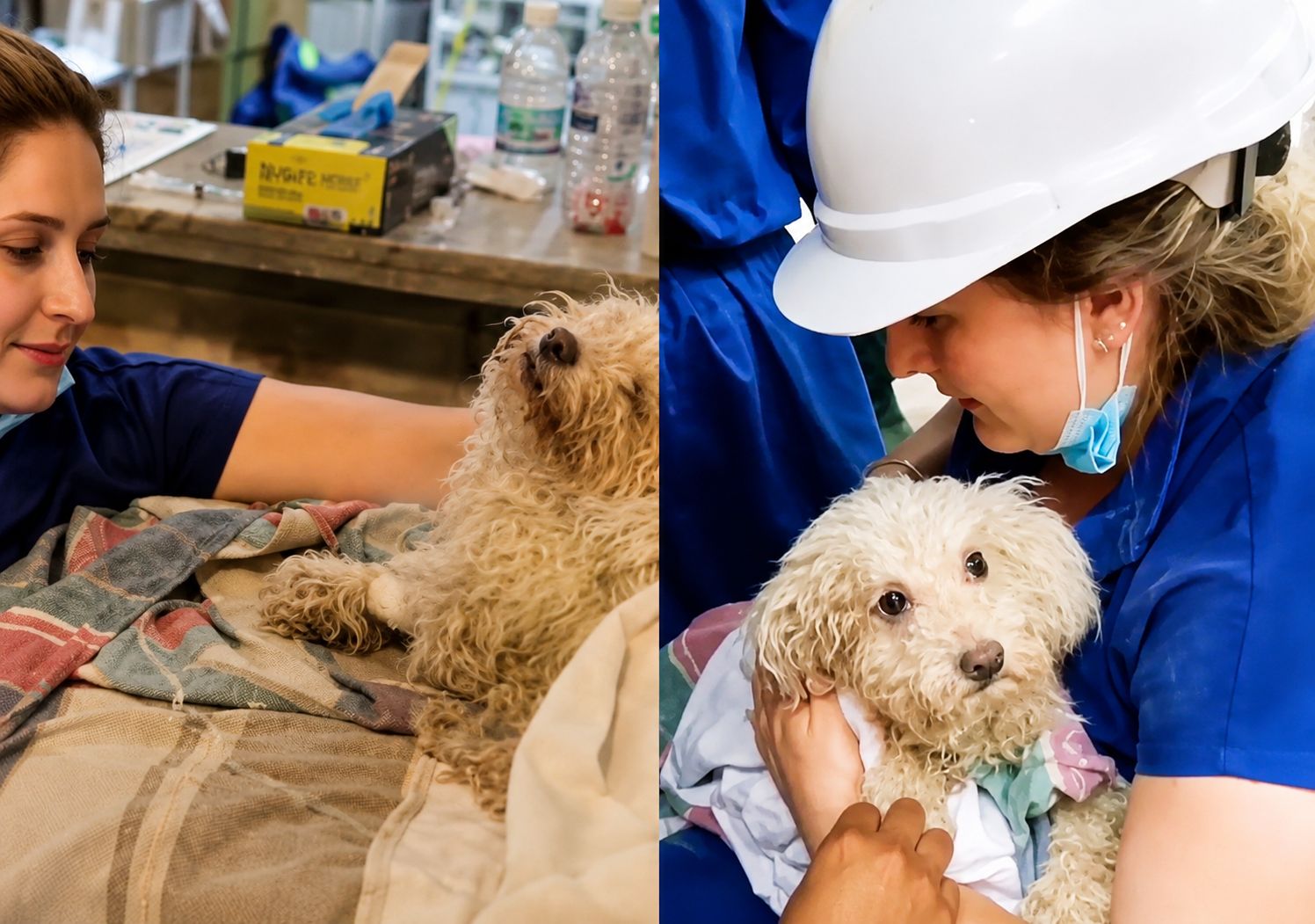 Buddy, o cachorro resgatado após oito dias preso sob os escombros do terremoto duplo na Venezuela, emocionou o mundo. Assista. - Fotos: reprodução/ Instagram/ @malliotakis_