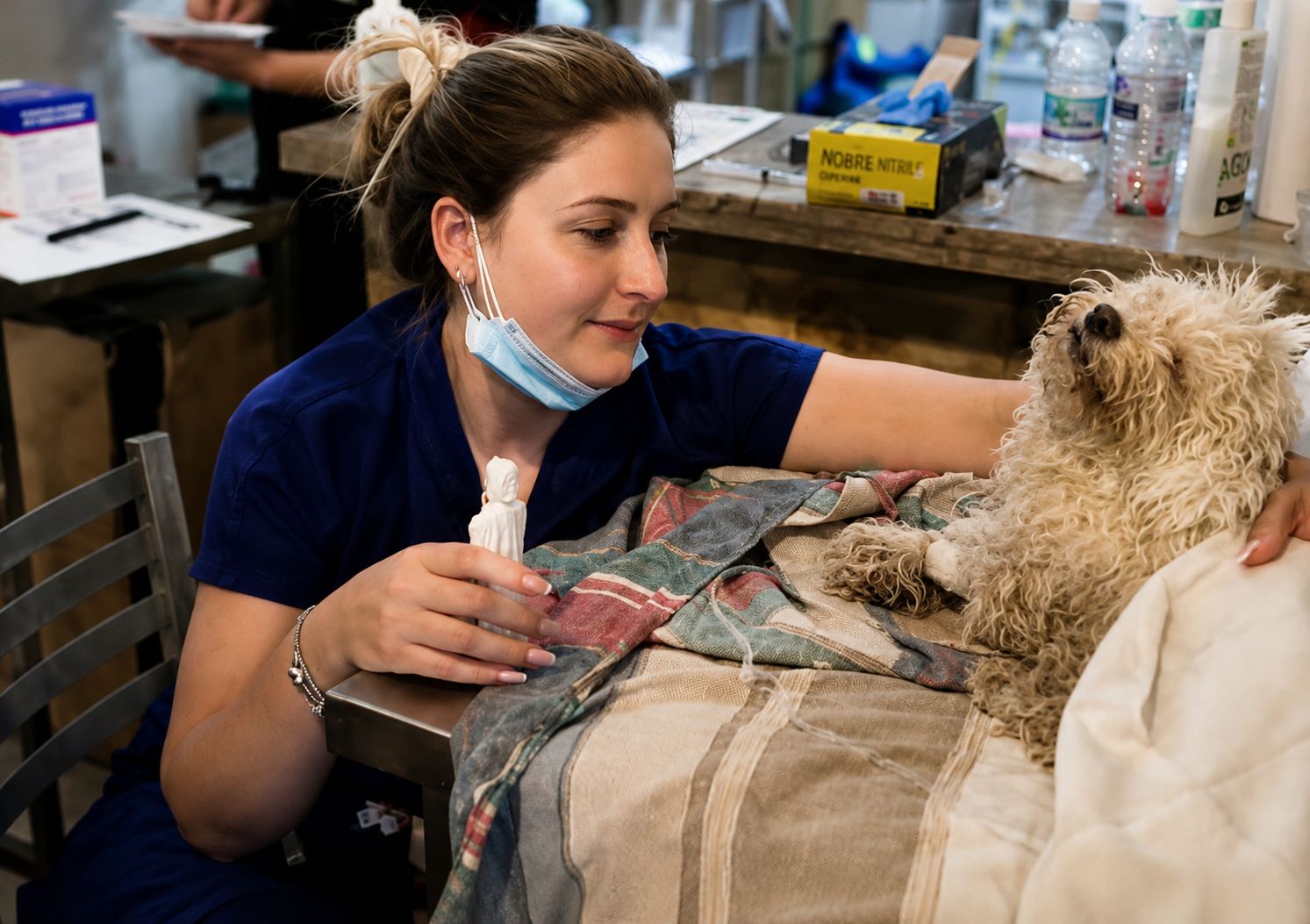 O Cachorro Buddy já está sendo tratado no hospital - Foto: Reprodução/ Instagram: @malliotakis_
