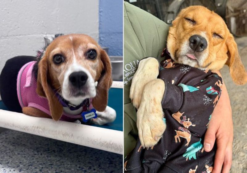 Beagles ganham novos lares: Pebbles e Milo descobrem a grama, brinquedos e carinho pela primeira vez. Foto: Alaqua Animal Refuge