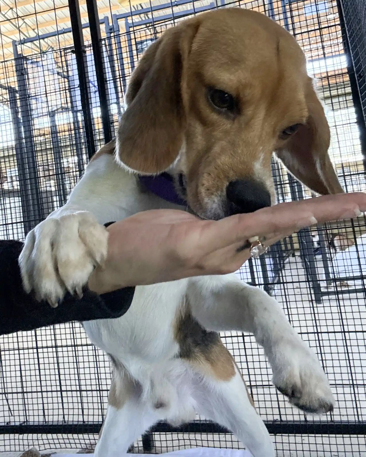 Paulie (que depois recebeu o nome de Milo) no abrigo.Foto: Alaqua Animal Refuge