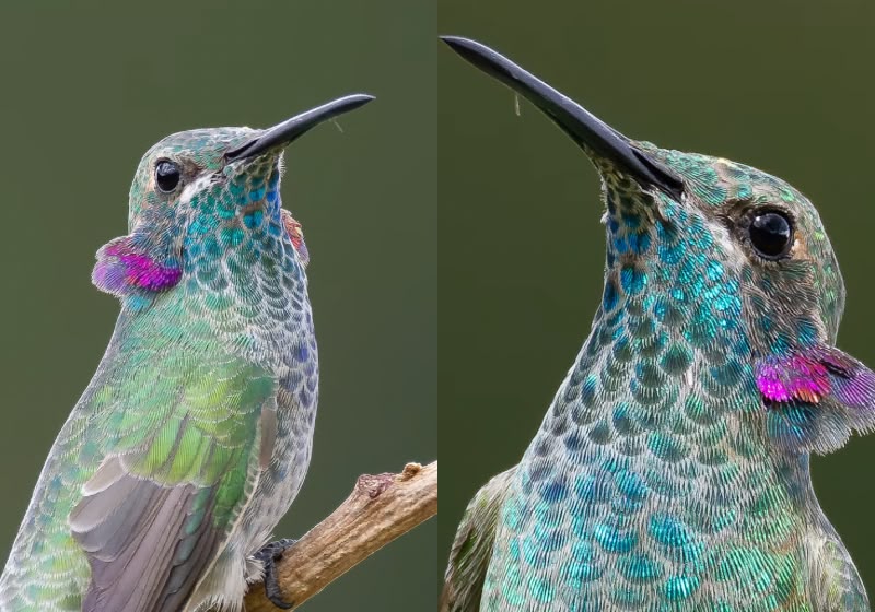 O fotógrafo Vinícius Kohn registrou um beija-flor com “orelhas” violetas e o vídeo impressionou pela beleza da ave. Fotos: Reprodução/ Instagram/ Vinícius Kohn