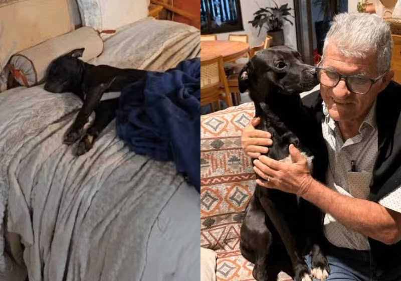 Jumo, o cachorrinho sem lar que dormiu 10 dias na cama de uma loja durante uma feira, virou atração e foi adotado pelo empresário - Osvaldo de Moraes, de SP. - Foto: Arquivo pessoal/G1